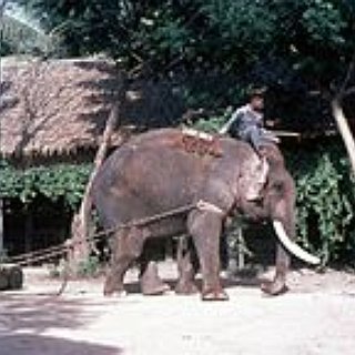BucketList + Visit Elephant Sanctuary In Chiang Mai, Thailand