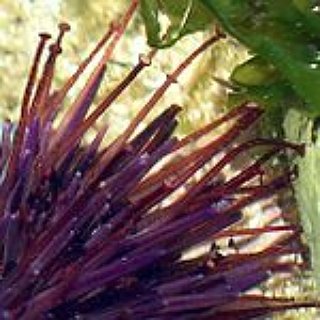 BucketList + Eat Sea Urchin