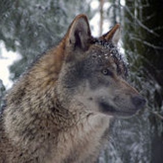 BucketList + See Wolves In The Wild