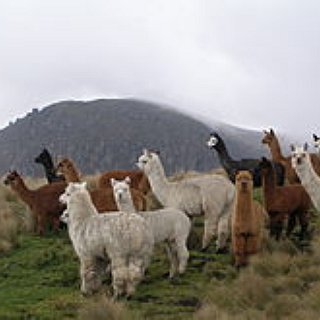 BucketList + Wandering With Alpacas