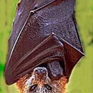 BucketList + Cuddle A Bat