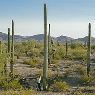 BucketList + Visit Saguaro National Park