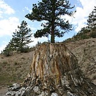 BucketList + Visit Florissant Fossil Beds National Monument