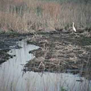 BucketList + Visit Bombay Hook National Wildlife Refuge