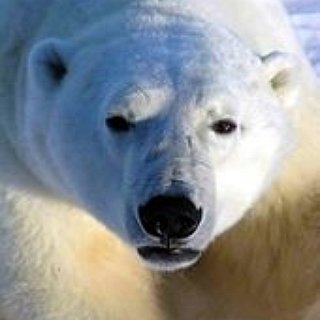 BucketList + Meet Polar Bears In Churchill, Manitoba, Canada