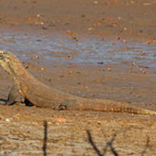 BucketList + Buy A Komodo Dragon