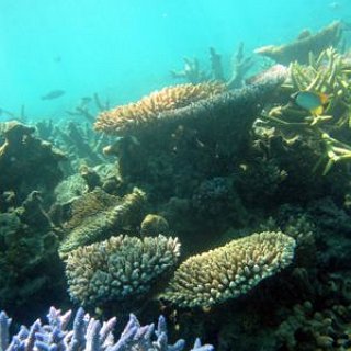 BucketList + Explore The Great Coral Reef
