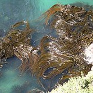 BucketList + Take A Seaweed Bath In Sligo 