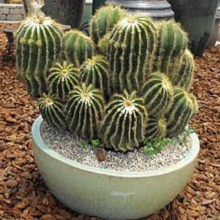 BucketList + Buy A Plant
