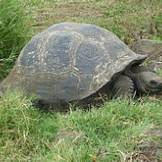 BucketList + Volunteer With Galapagos Tortoises