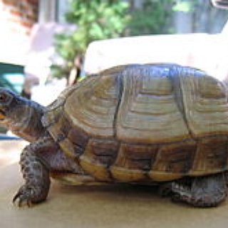 BucketList + Have A Turtle As A Pet