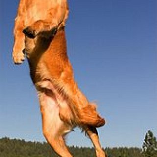 BucketList + Get A Golden Retriever.  Name It Bramble.