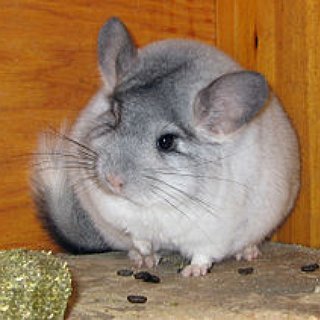 BucketList + Hold A Chinchilia 