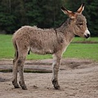 BucketList + Sponsor A Donkey In Memory Of Nana