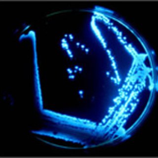 BucketList + See Bioluminescent Bay, Puerto Rico