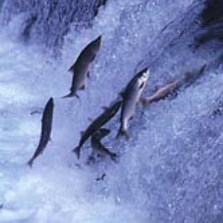 BucketList + Watch A Salmon Run