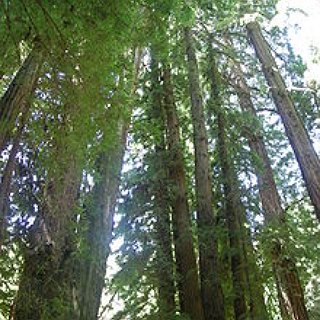 BucketList + See British Columbia's Old Growth Forests