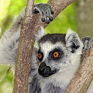BucketList + Hold A Ring Tailed Lemur