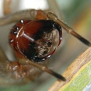 BucketList + Face Fear Of Spiders