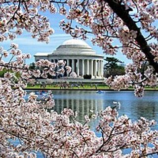 BucketList + Attend Sakura Matsuri Japanese Street Festival