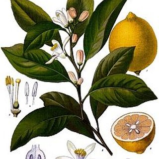 BucketList + Grow A Lemon Tree