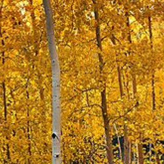 BucketList + See Pando In Utah