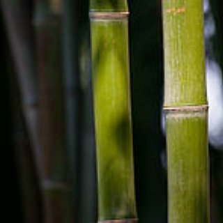BucketList + The Sea Of Bamboos