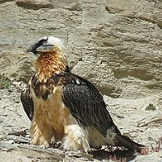 BucketList + Get A Kiss From A Bearded Vulture