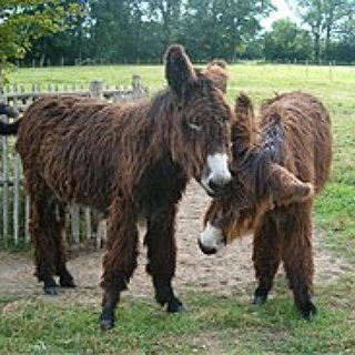 BucketList + Open A Donkey Rescue 