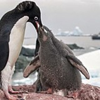 BucketList + Feed Penguins