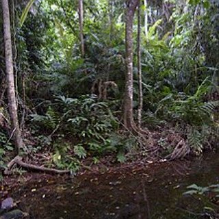 BucketList + Visit The Jungle