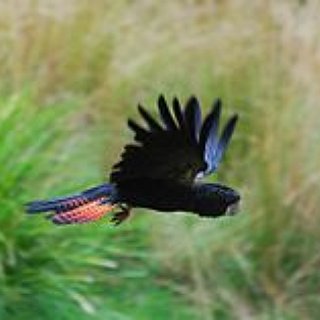 BucketList + Visit Healesville Sanctuary