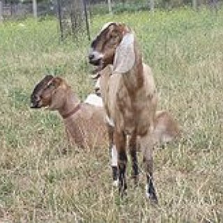 BucketList + Visit Collingwood Children’S Farm