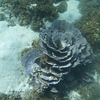 BucketList + Visit Ningaloo Reef (Wa)