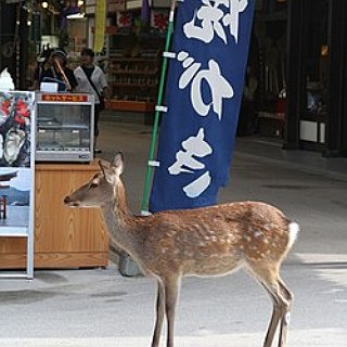 BucketList + Feed The Deer In Nara