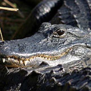 BucketList + Airboat Across An Alligator Infested Swamp