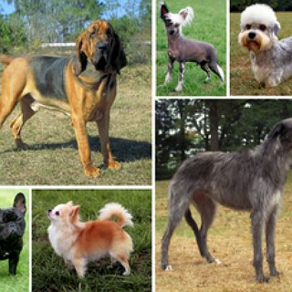 BucketList + Own Several Dogs 