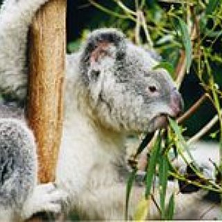 BucketList + Pet Koalas 