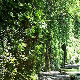 BucketList + Redwood National Park, California