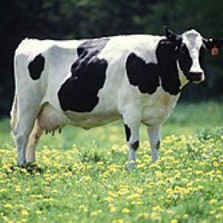 BucketList + Own A Large Dairy Farm 
