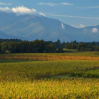 BucketList + 	Go Wine Tasting In A Vineyard 