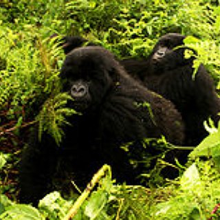 BucketList + 	See Wild Apes