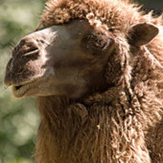 BucketList + 	Ride A Camel