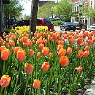 BucketList + Visit Holland, Michigan 