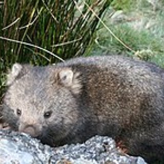 BucketList + Hike In Cradle Mountain National Park In Tasmania
