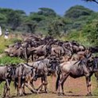 BucketList + See Serengeti's Great Migration