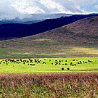 BucketList + See The Wildlife In Ngorongo Crater, Tanzania