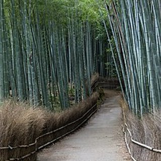 BucketList + Walk Through The Arashiyama Bamboo Grove In Japan