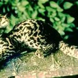 BucketList + See The Wildlife At Corcovado National Park In Costa Rica