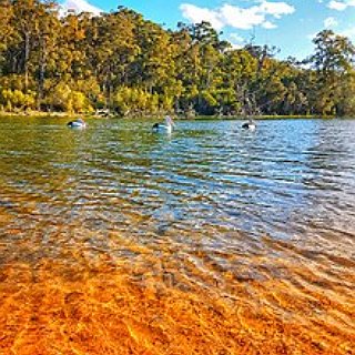 BucketList + Visit The Gippsland Lakes Bioluminescence In Raymond Island, Australia 